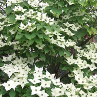 Cornouiller du Japon à grandes fleurs blanches