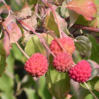 Cornouiller du Japon à grandes fleurs blanches