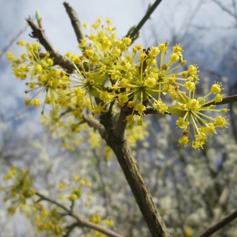 Cornouiller jaune