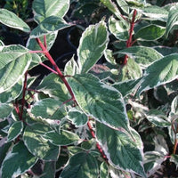 Cornouiller panaché