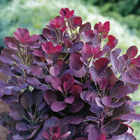 Cotinus coggygria « Royal Purple »