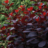 Cotinus coggygria « Royal Purple »