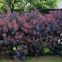 Cotinus coggygria « Royal Purple »