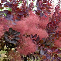 Cotinus coggygria « Royal Purple »