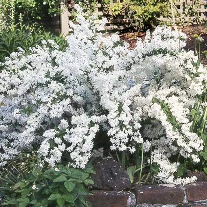 Deutzia