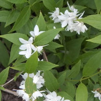 Deutzia