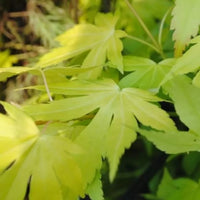 Erable du Japon vert