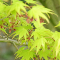 Erable du Japon vert