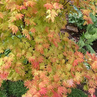 Erable japonais jaune