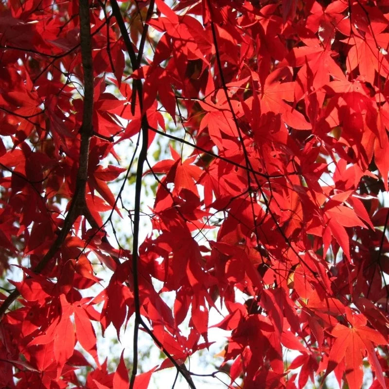 Érable rouge du Japon