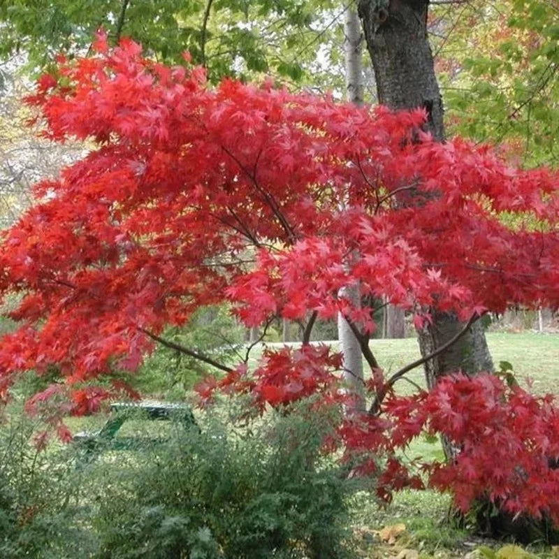 Érable rouge du Japon