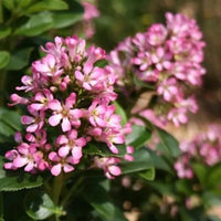 Escallonia