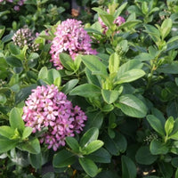 Escallonia