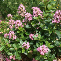 Escallonia