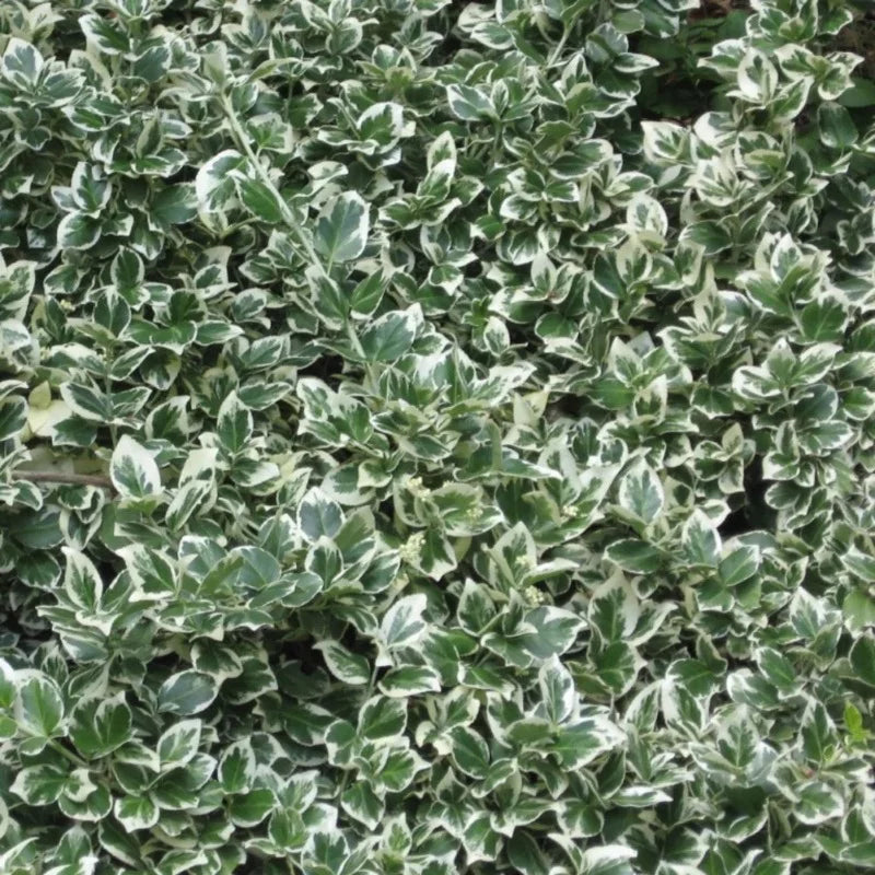 Euonymus fortunei « Emerald Gaiety »