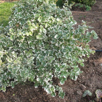 Euonymus fortunei « Emerald Gaiety »