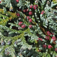 Faux cyprès « Columnaris »
