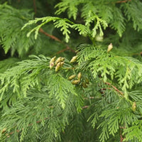 Grand conifère de haie « Excelsa »