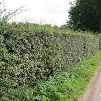 Haie d'aubépine