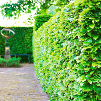 Haie de hêtre vert