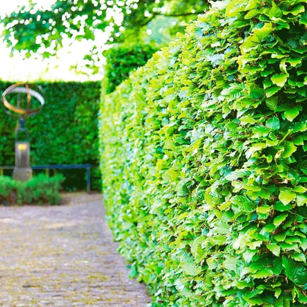 Haie de hêtre vert