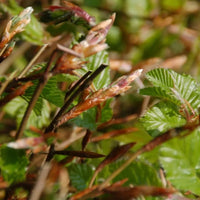 Haie de hêtre vert