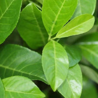 Haie de laurier « Rotundifolia »