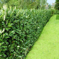 Haie de laurier « Rotundifolia »