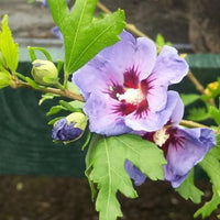 Hibiscus syriacus « Oiseau Bleu »