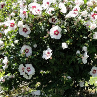 Hibiscus syriacus « Red Heart »