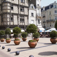 Laurus nobilis sur pied