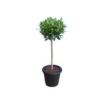 Laurus nobilis sur pied