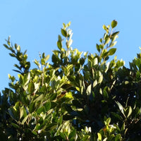 Laurus nobilis sur pied
