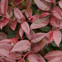 Leucothoé « Zeblid »