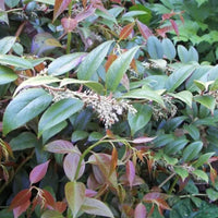 Leucothoé « Zeblid »