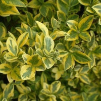 Haie de troènes « Aureum »
