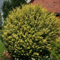 Haie de troènes « Aureum »