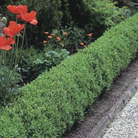Troène sauvage « Lodense »