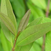 Troène sauvage « Lodense »