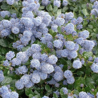 Lilas américain