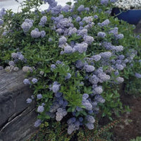 Lilas américain