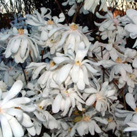 Magnolia étoilé
