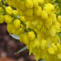 Mahonia