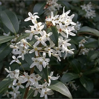Osmanthe faux-houx burkwoodii