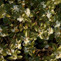 Osmanthe faux-houx burkwoodii