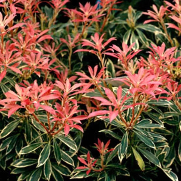 Pieris « Flaming Silver »