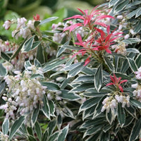 Pieris « Flaming Silver »