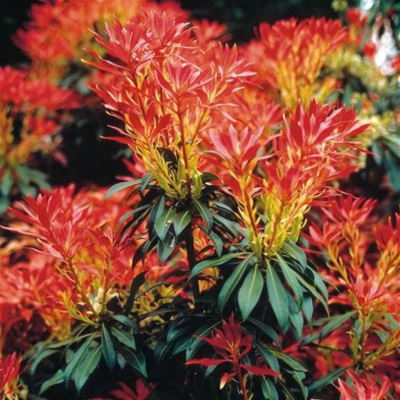 Pieris « Forest Flame »