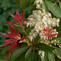 Pieris « Forest Flame »