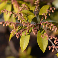 Pieris « Forest Flame »